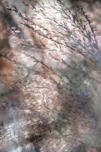 Ethereal Flowing Grass by Christina Sillen