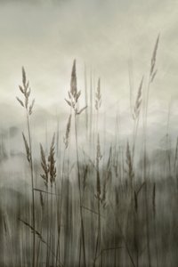 Ethereal Tall Grass by Christina Sillen