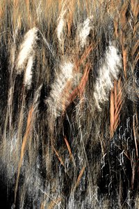 Ethereal Wild Grass