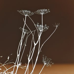 Glowing Botanical Forms by Christina Sillen
