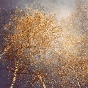 Golden Autumn Birches by Christina Sillen