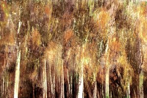 Golden Autumn Forest by Christina Sillen