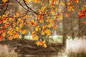 Golden Autumn Oak Leaves by Christina Sillen