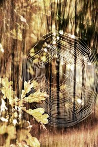 Golden Autumn Spiderweb