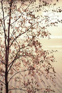 Golden Birch Leaves by Christina Sillen