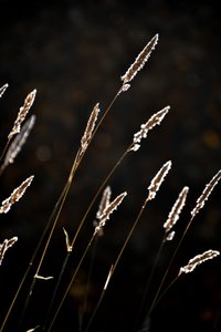 Golden Grass Glow by Christina Sillen