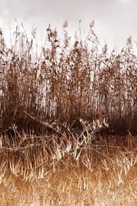 Golden Reeds Reflection by Christina Sillen