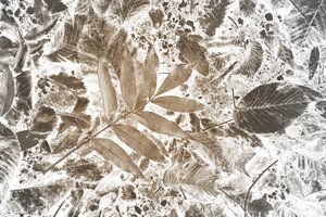 Inverted Leaf Pattern by Christina Sillen