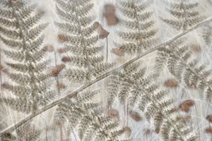 Layered Fern Fronds by Christina Sillen