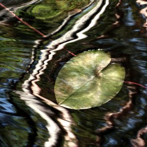 Lily Pad Reflections by Christina Sillen