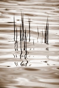 Minimalist Water Reeds