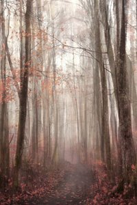 Misty Autumn Forest Path