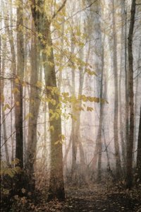 Misty Autumn Path by Christina Sillen