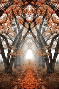 Misty Autumn Path by Christina Sillen