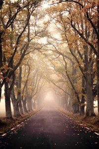 Misty Autumn Road