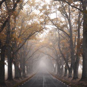 Misty Autumn Road