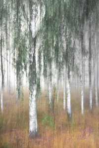Misty Birch Forest by Christina Sillen