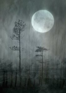 Misty Moon Forest