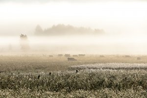 Misty Morning Cows by Christina Sillen