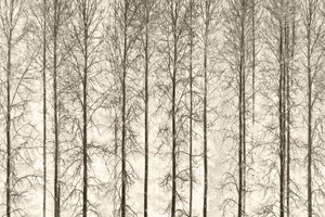 Monochrome Winter Trees by Christina Sillen