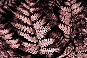 Moody Pink Ferns