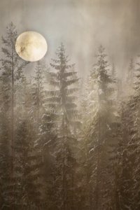 Moonlit Winter Forest by Christina Sillen