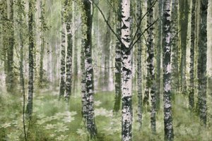 Peaceful Birch Forest by Christina Sillen