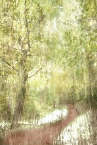 Peaceful Forest Deer by Christina Sillen