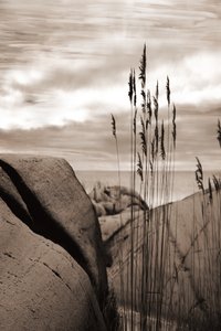 Reeds by the Sea by Christina Sillen