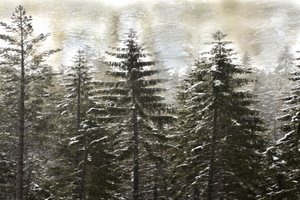 Snowy Winter Forest