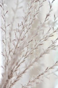 Soft Botanical Serenity by Christina Sillen