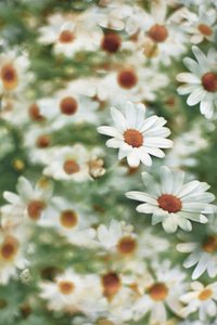 Soft Daisy Field