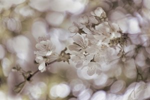 Soft Spring Blossoms by Christina Sillen