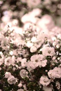 Soft White Roses by Christina Sillen