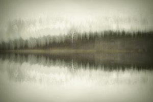 Solitary Birch Lake by Christina Sillen