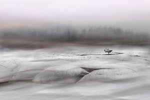 Solitary Winter Tree by Christina Sillen