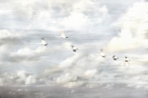 Swans in Flight by Christina Sillen