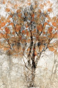 Textured Autumn Tree by Christina Sillen
