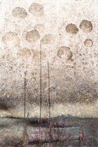 Textured Lake Reeds