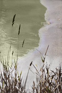 Tranquil Shoreline Grass by Christina Sillen