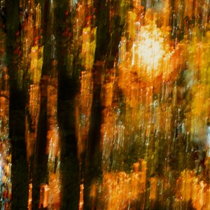 Vibrant Autumn Trees by Christina Sillen