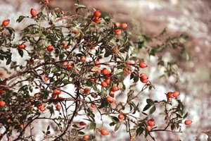 Vibrant Rose Hips by Christina Sillen