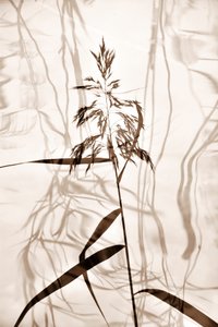 Whispering Reed Shadows