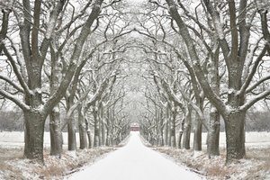 Winter Tree Lined Road by Christina Sillen