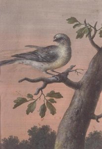A Bird on a Branch by Christoph Ludwig Agricola