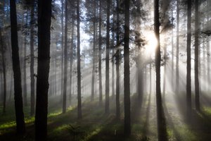 Misty Forest Sunbeams