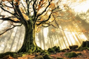 Misty Forest Sunbeams