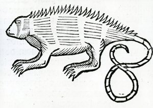 Iguana from 