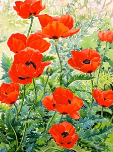 Garden Red Poppies