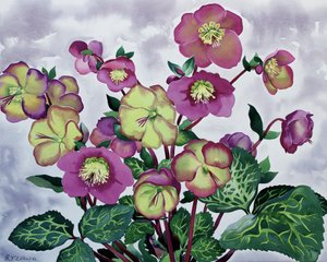 Helleborus